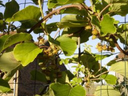 minis_kiwis_2_20211127_1110272373
